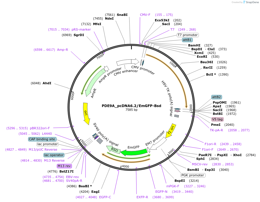 176945-plasmid-map-sequence-id-349427