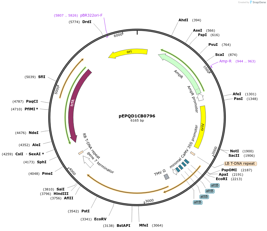 177074-plasmid-map-sequence-id-349437