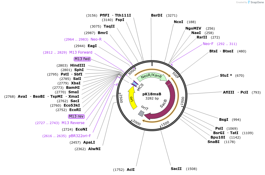 177839-plasmid-map-sequence-id-349446