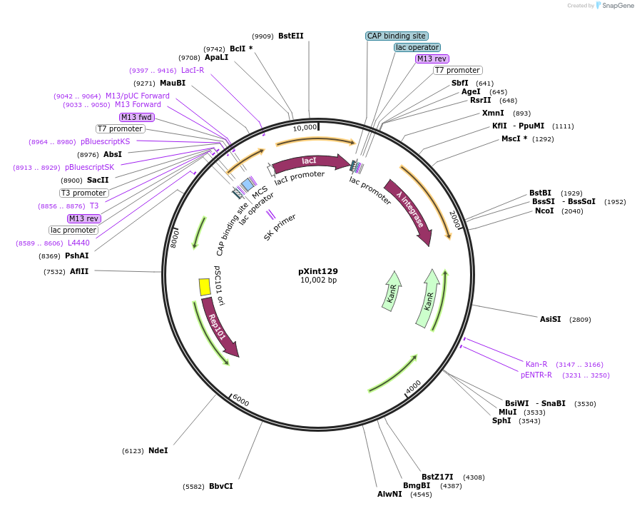 178208-plasmid-map-sequence-id-349448