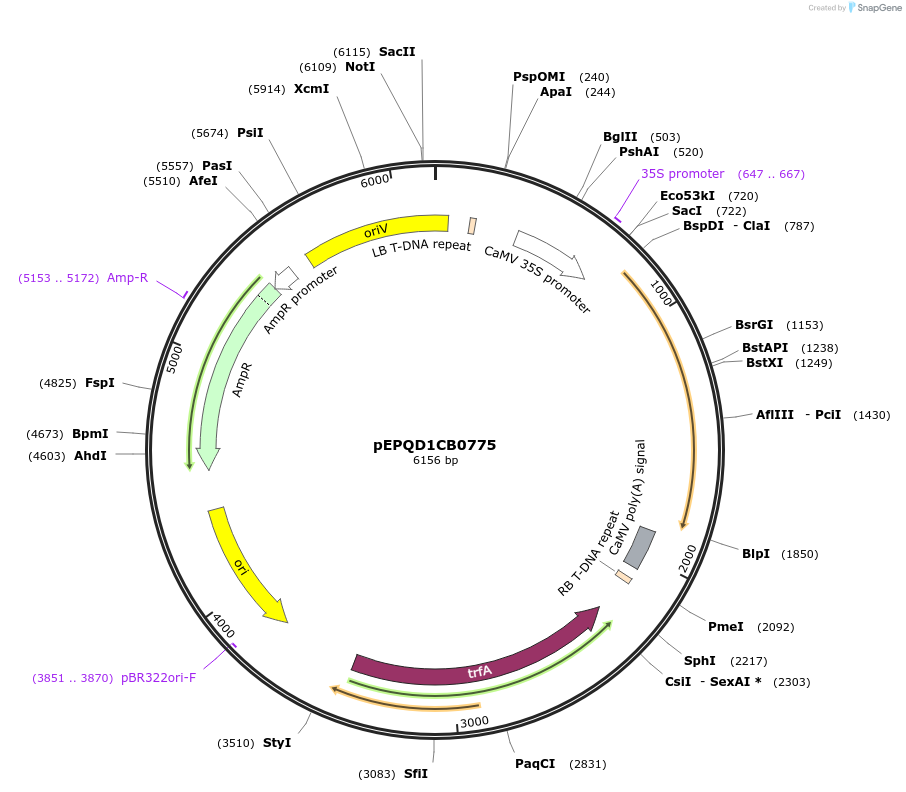 177065-plasmid-map-sequence-id-349452