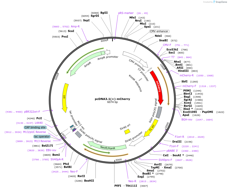 176301-plasmid-map-sequence-id-349454