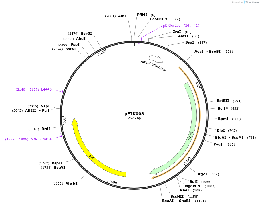 171280-plasmid-map-sequence-id-349462