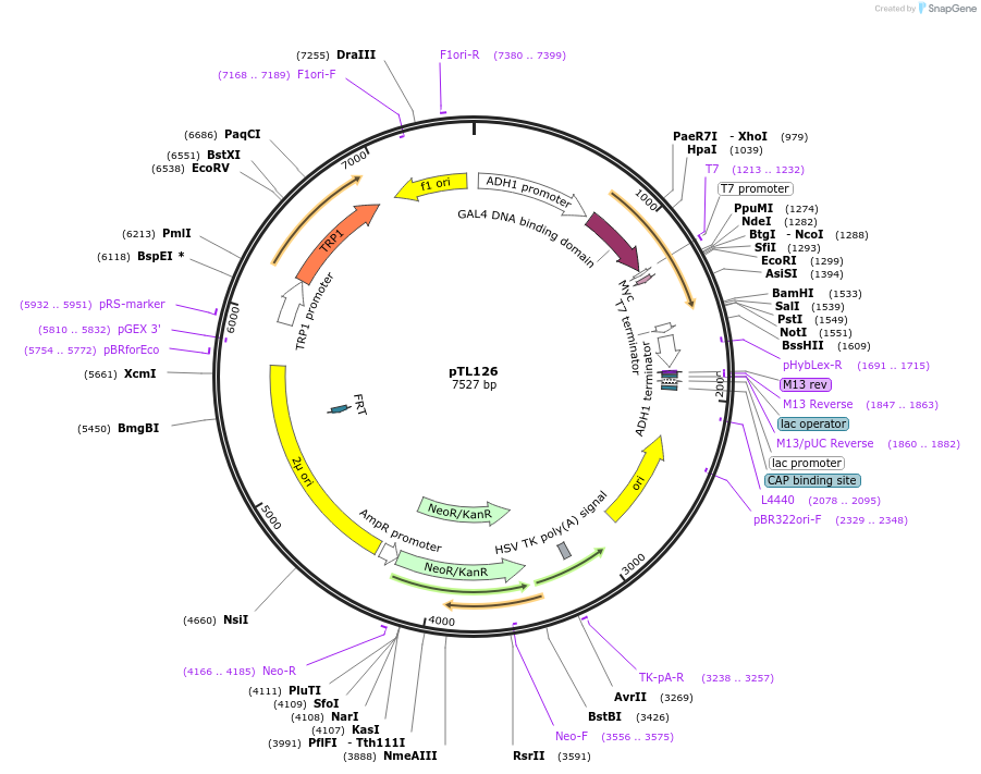 168360-plasmid-map-sequence-id-349471