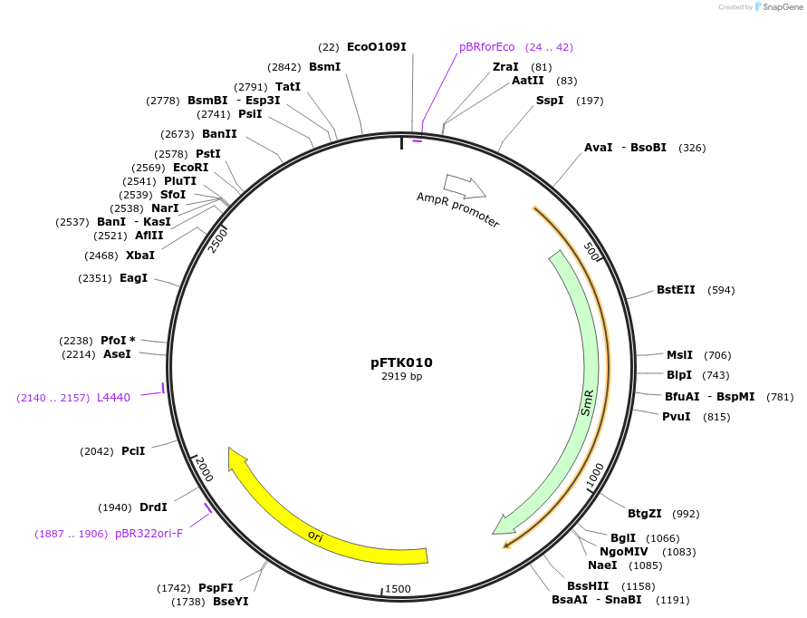 171282-plasmid-map-sequence-id-349472