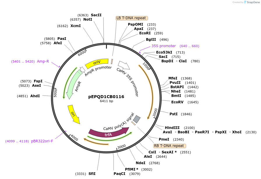 177048-plasmid-map-sequence-id-349493