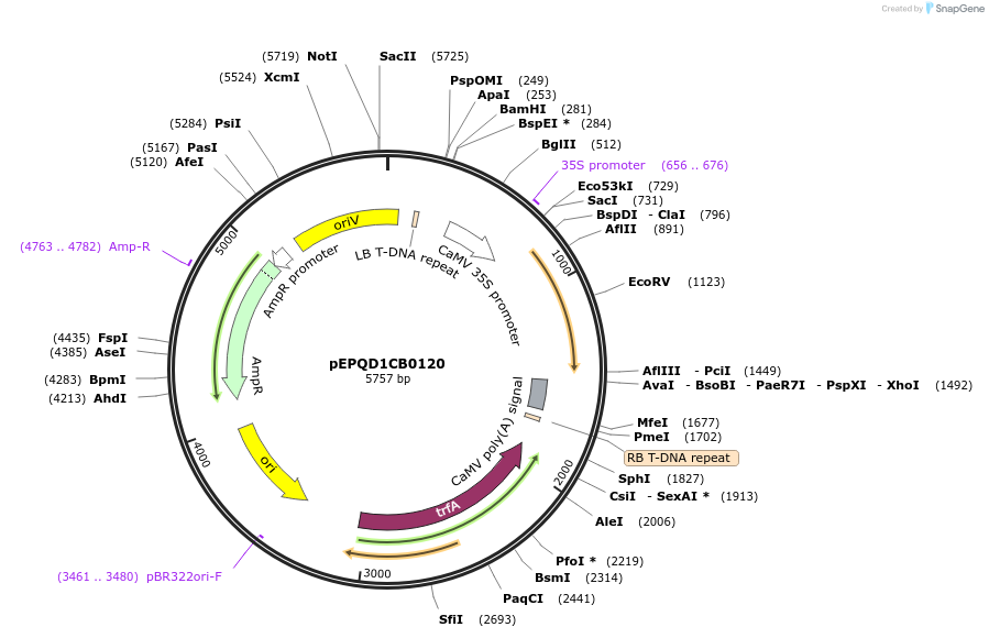 177052-plasmid-map-sequence-id-349500