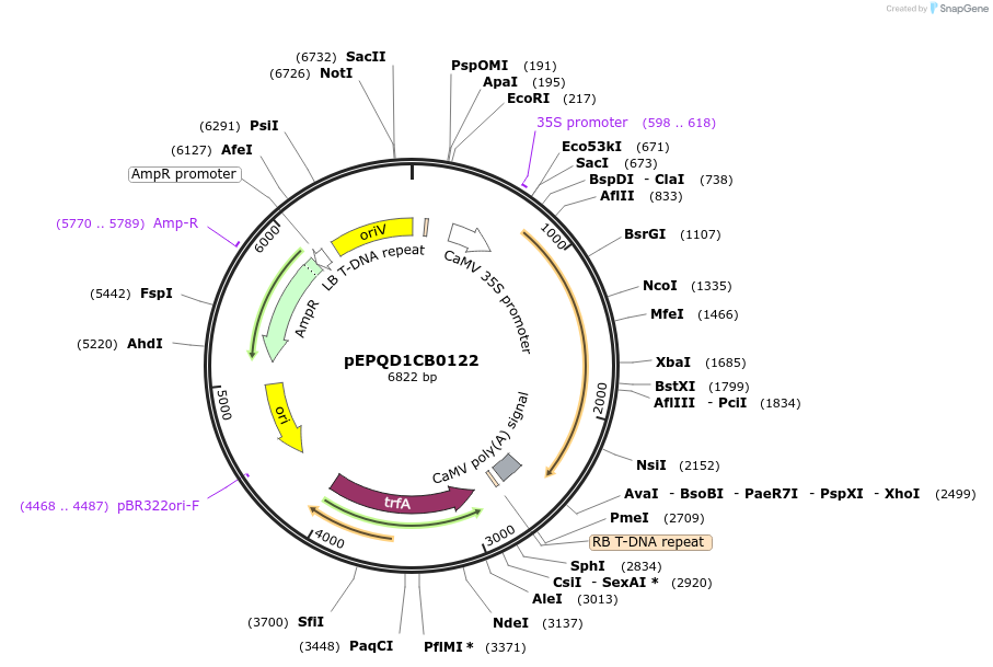 177054-plasmid-map-sequence-id-349502