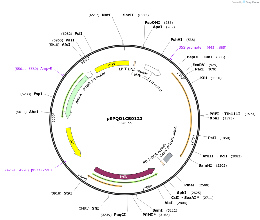 177055-plasmid-map-sequence-id-349503
