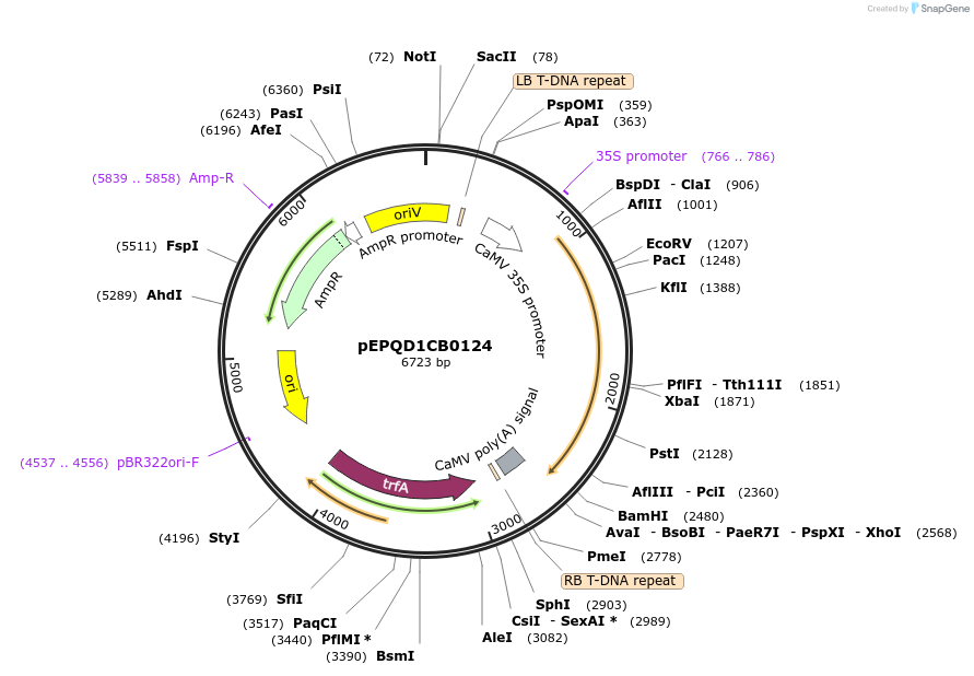 177056-plasmid-map-sequence-id-349510