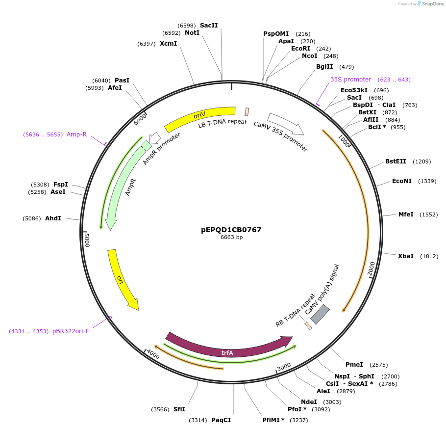 177057-plasmid-map-sequence-id-349511