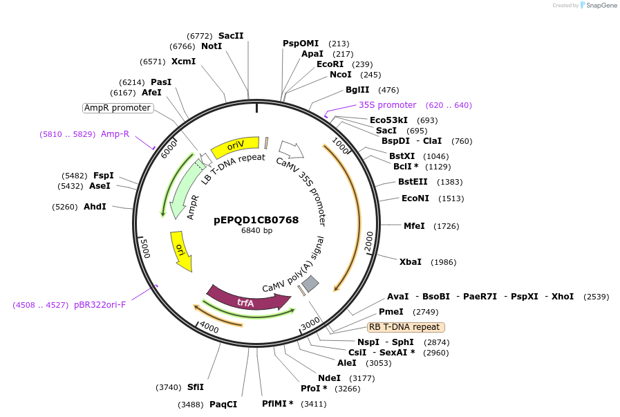 177058-plasmid-map-sequence-id-349513