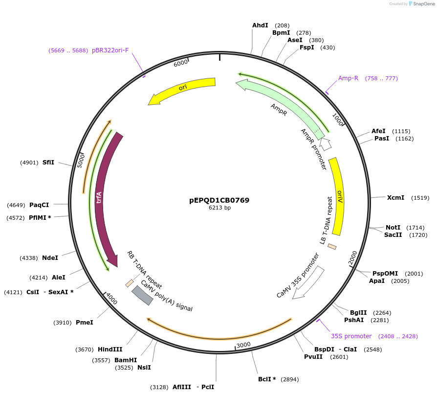 177059-plasmid-map-sequence-id-349515