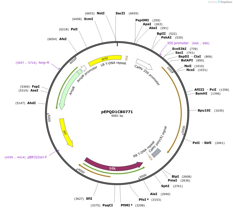 177061-plasmid-map-sequence-id-349518