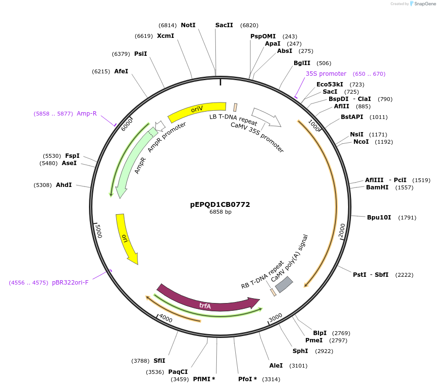 177062-plasmid-map-sequence-id-349519
