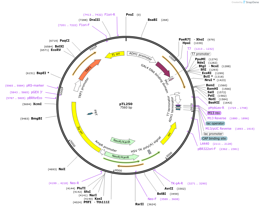 168366-plasmid-map-sequence-id-349522