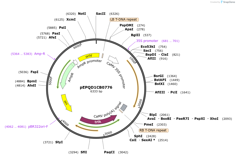 177066-plasmid-map-sequence-id-349526