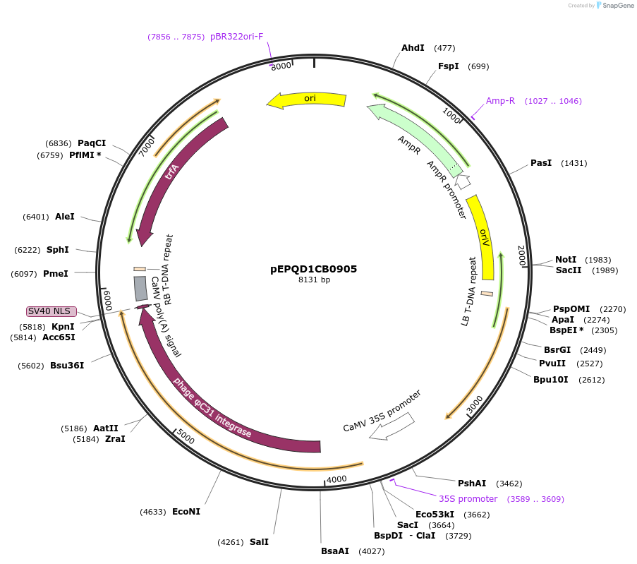 177068-plasmid-map-sequence-id-349530