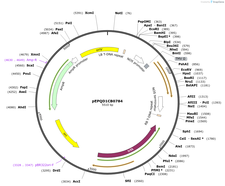 177069-plasmid-map-sequence-id-349531