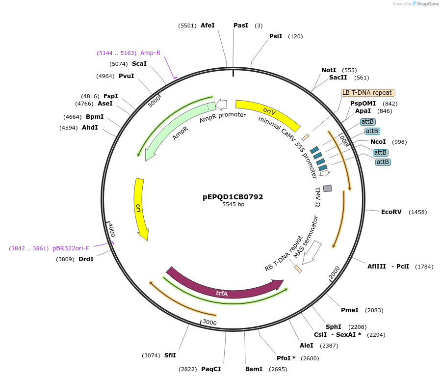 177076-plasmid-map-sequence-id-349538