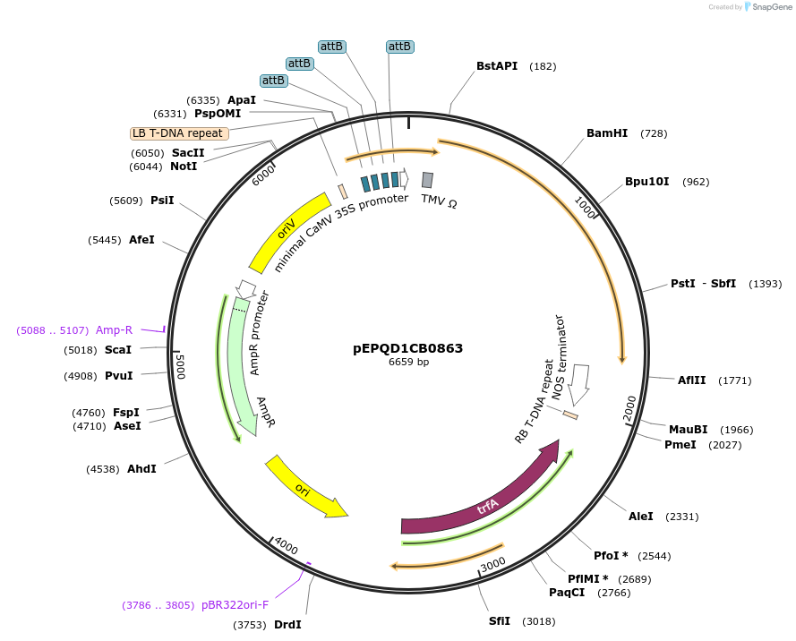 177081-plasmid-map-sequence-id-349542