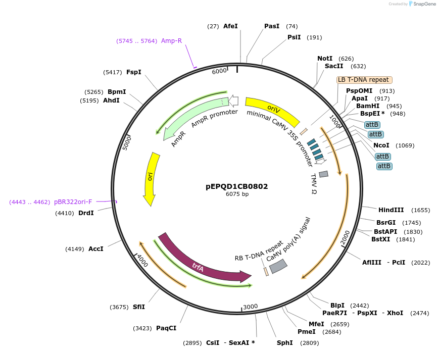 177083-plasmid-map-sequence-id-349544