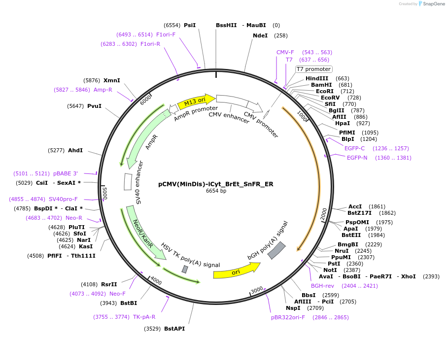 177746-plasmid-map-sequence-id-349555