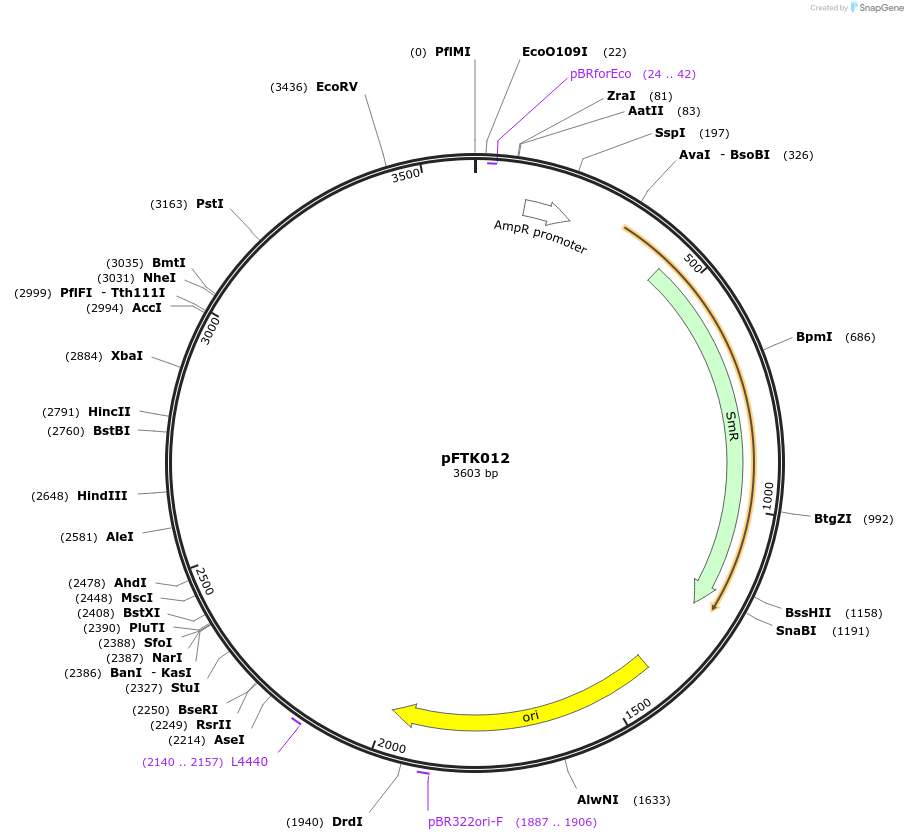 171284-plasmid-map-sequence-id-349556