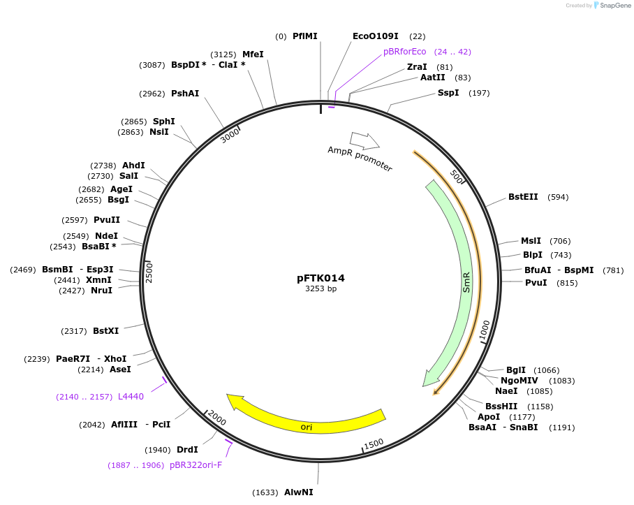 171286-plasmid-map-sequence-id-349558