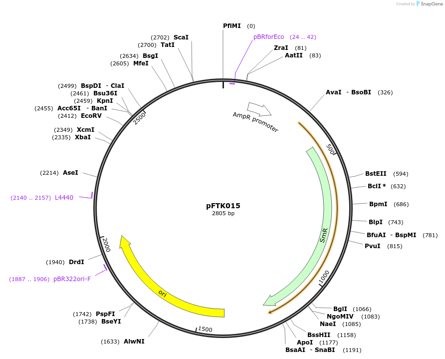 171287-plasmid-map-sequence-id-349560