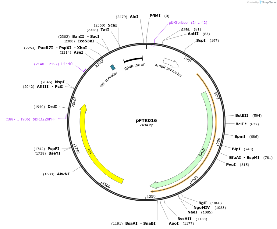 171288-plasmid-map-sequence-id-349561