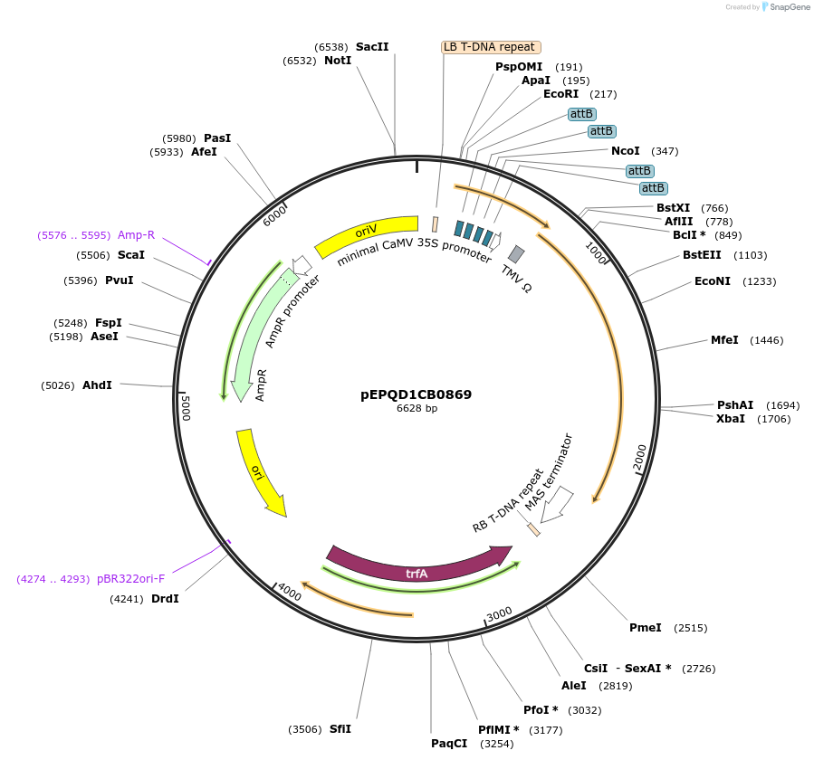 177086-plasmid-map-sequence-id-349577