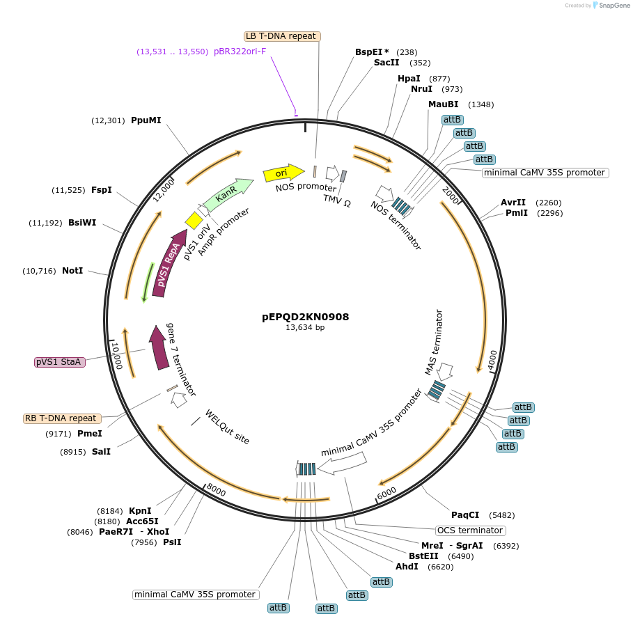 177088-plasmid-map-sequence-id-349578