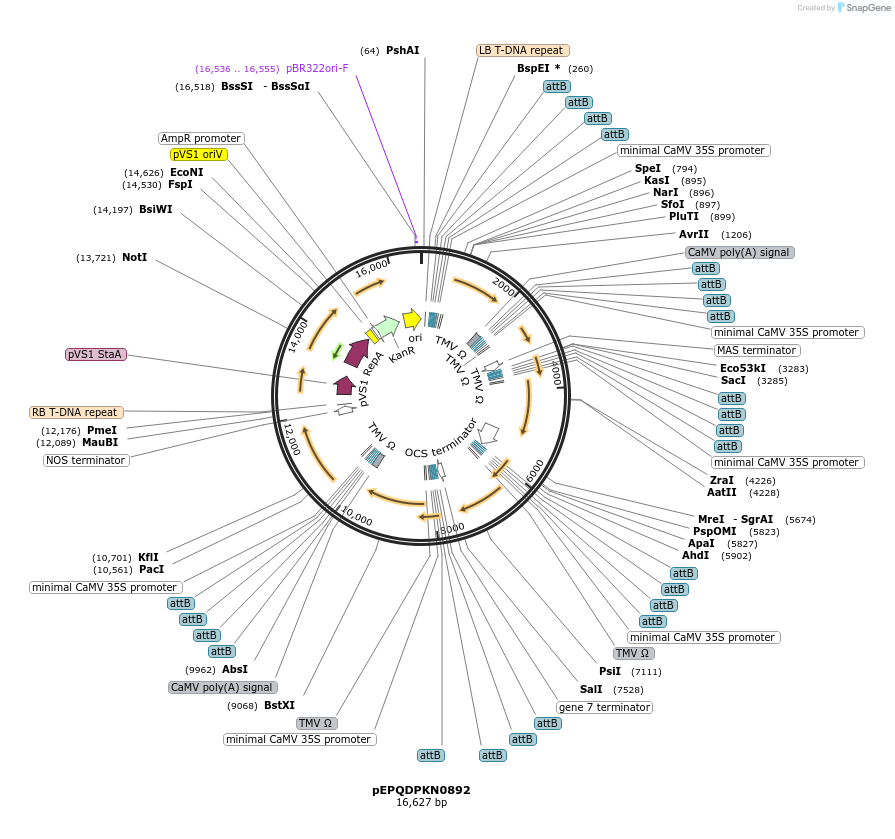 177089-plasmid-map-sequence-id-349579