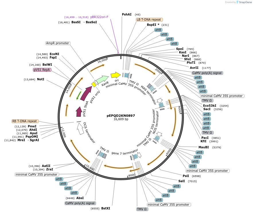 177090-plasmid-map-sequence-id-349580