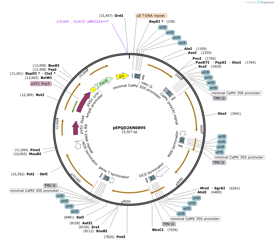 177091-plasmid-map-sequence-id-349581