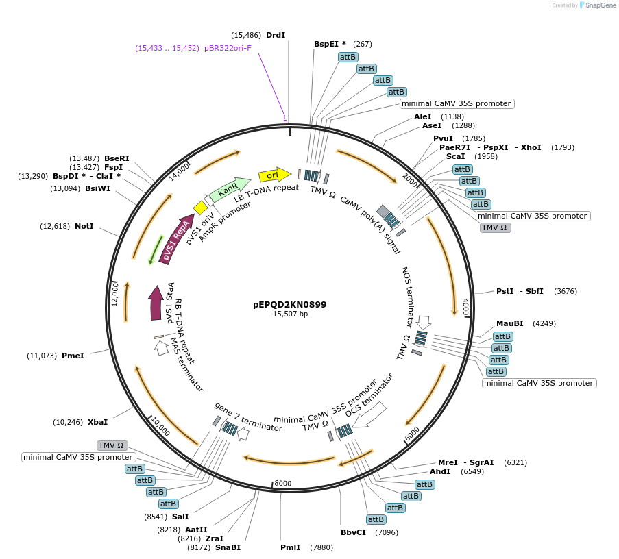 177092-plasmid-map-sequence-id-349582