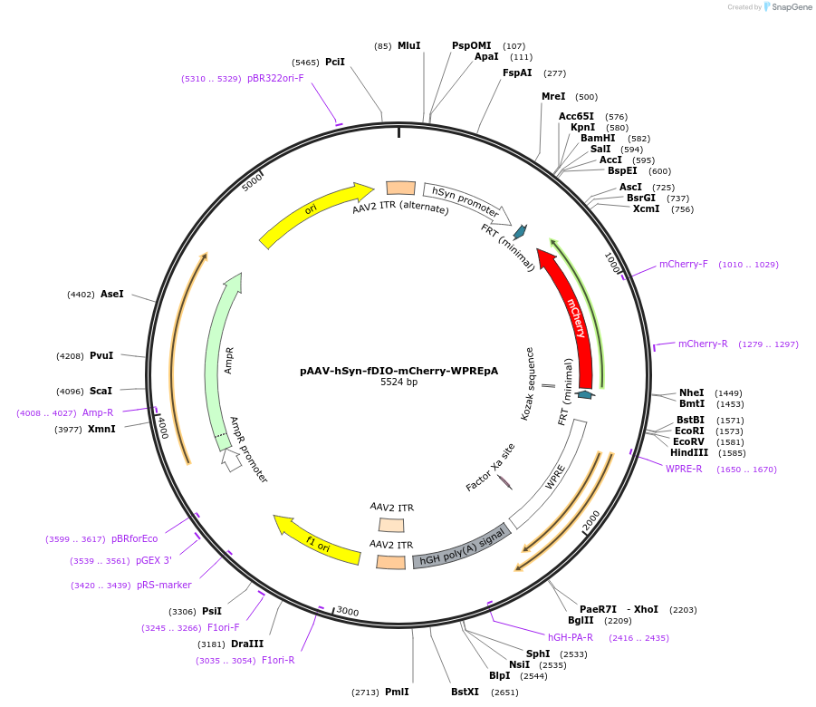 177328-plasmid-map-sequence-id-349583
