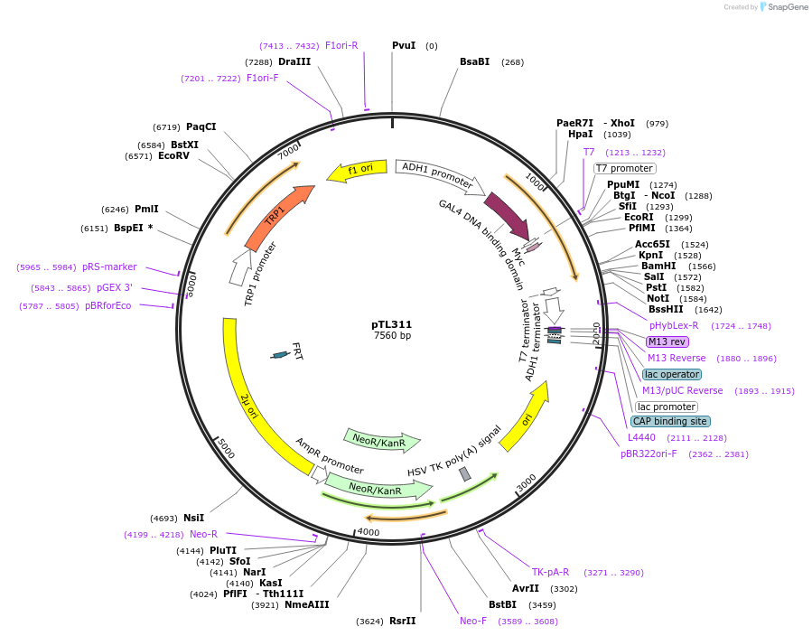 168372-plasmid-map-sequence-id-349601