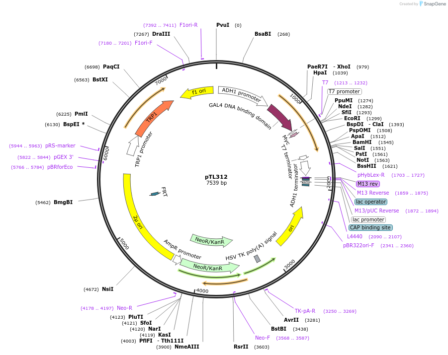 168373-plasmid-map-sequence-id-349602
