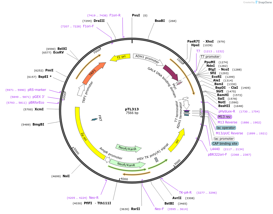 168374-plasmid-map-sequence-id-349603