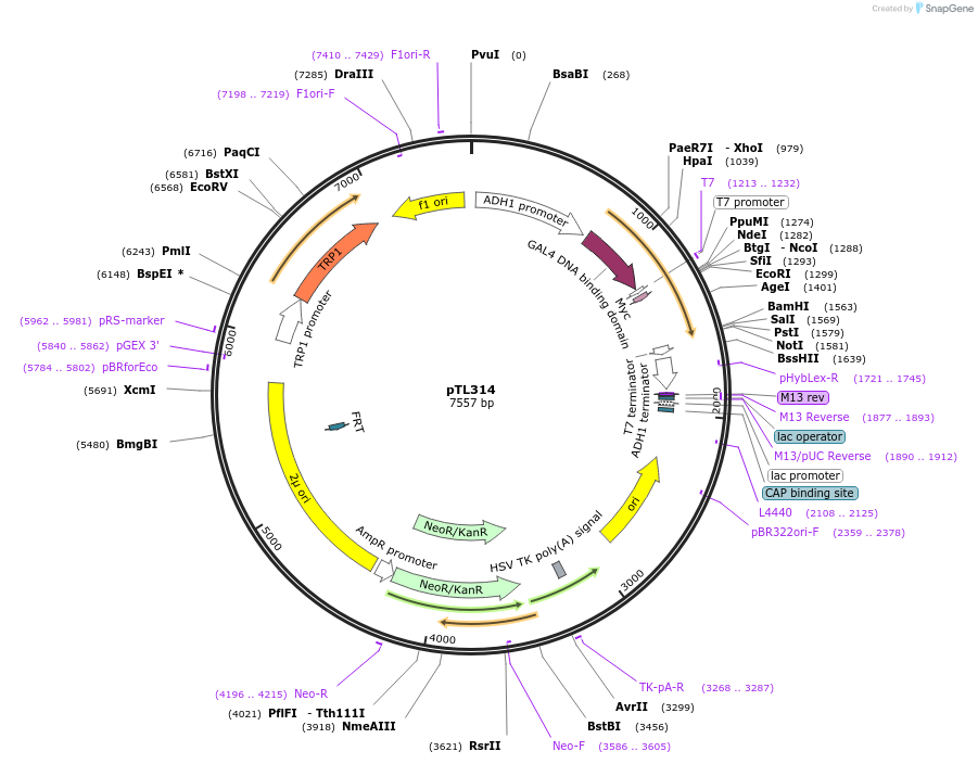 168375-plasmid-map-sequence-id-349604