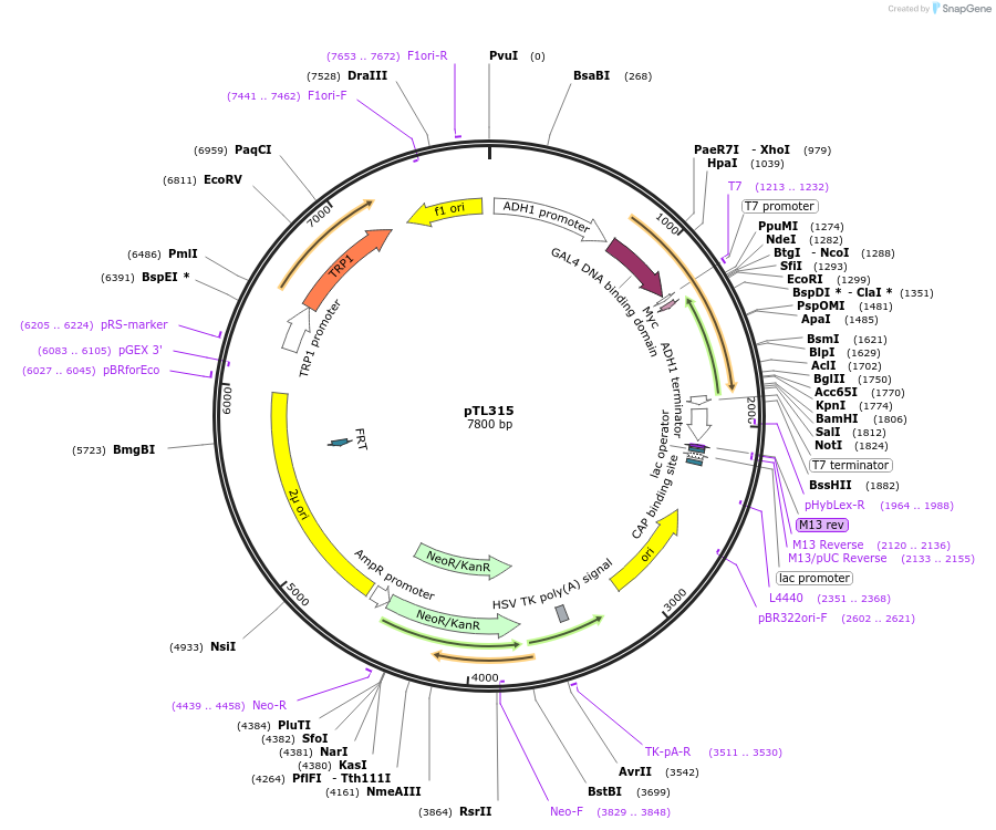 168376-plasmid-map-sequence-id-349605