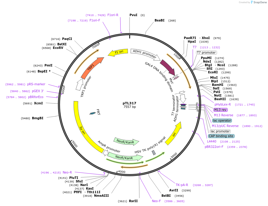 168378-plasmid-map-sequence-id-349606