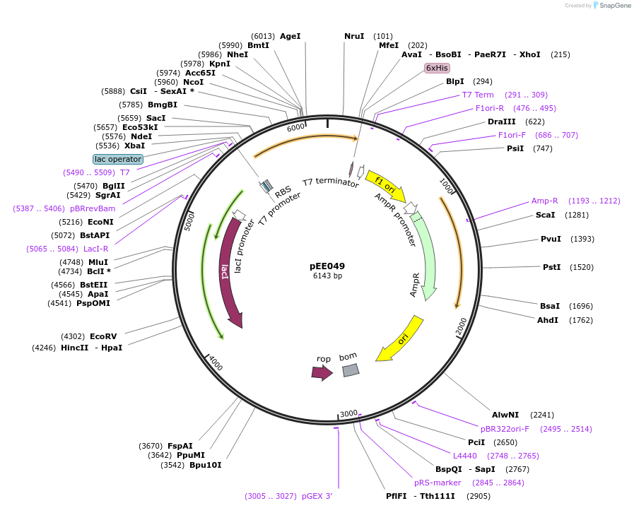 176806-plasmid-map-sequence-id-349627
