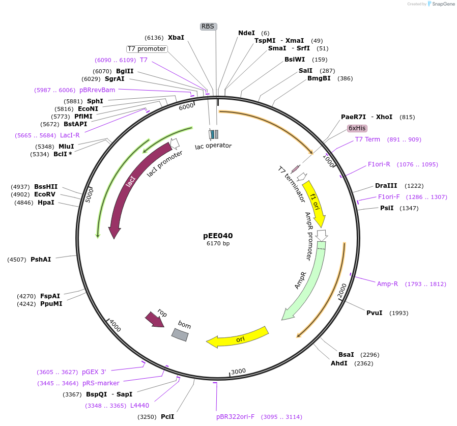 176797-plasmid-map-sequence-id-349631