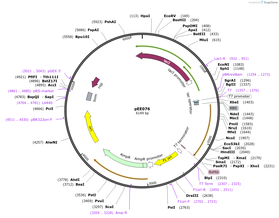176833-plasmid-map-sequence-id-349633
