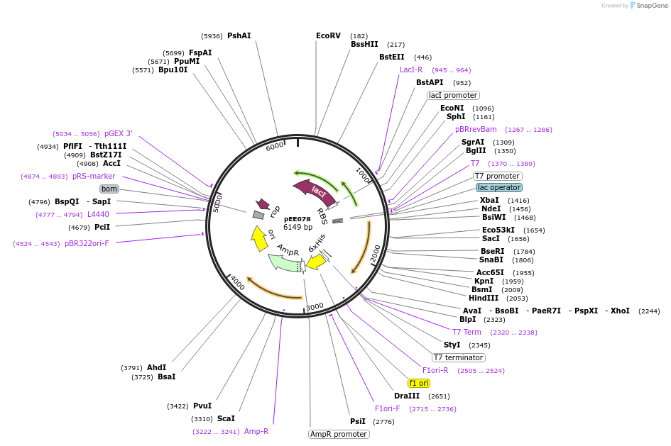 176835-plasmid-map-sequence-id-349636