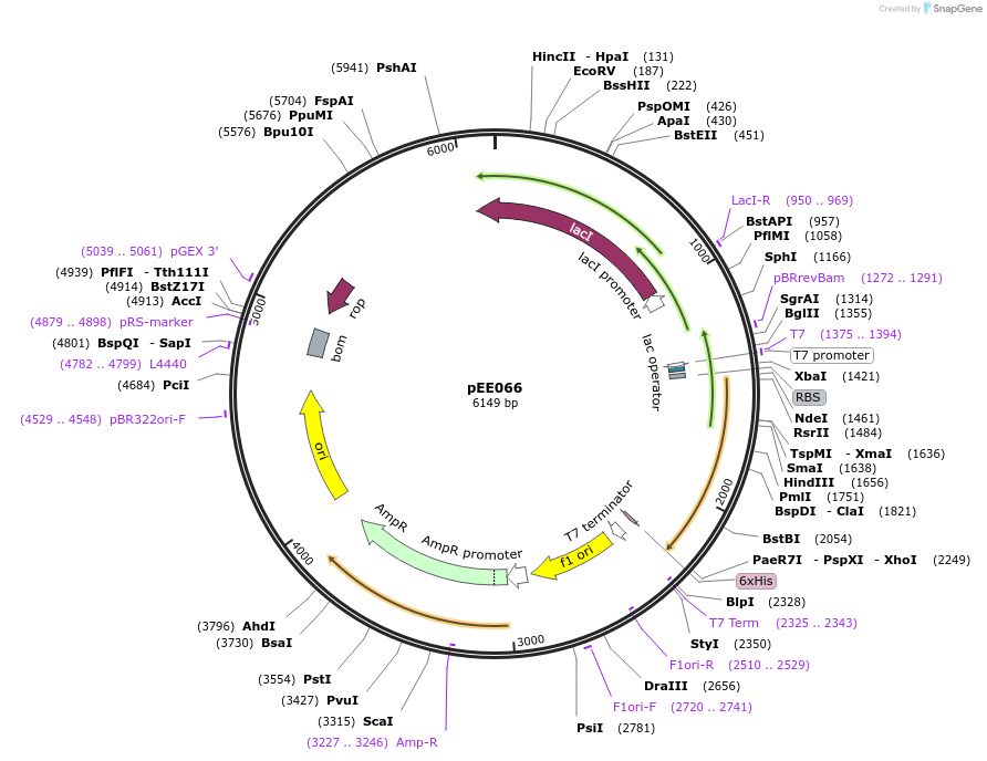 176823-plasmid-map-sequence-id-349641