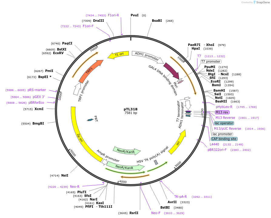 168379-plasmid-map-sequence-id-349652